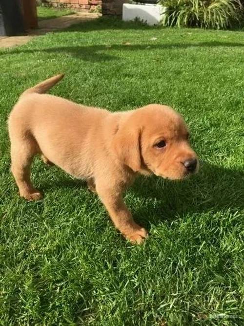 Kc registered black / red Labrador puppies for sale in Sewstern, Grantham - Image 1