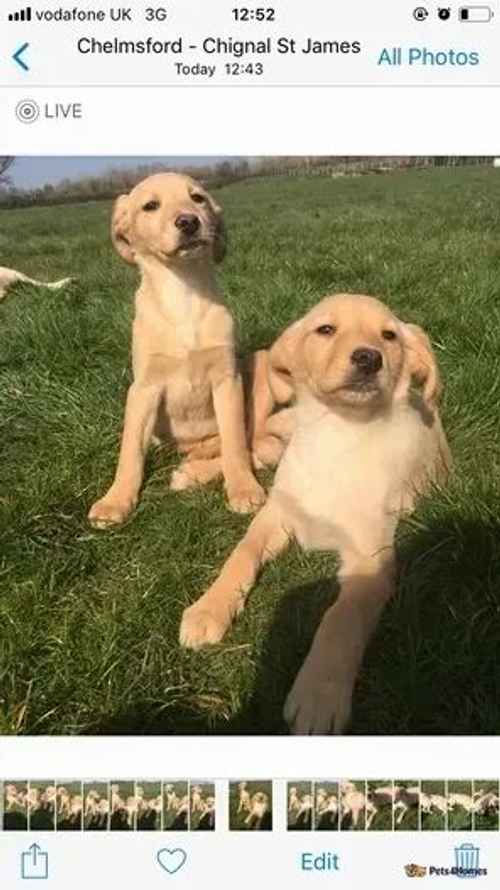 Labrador retriever puppies for sale in Chignal St. James, Chelmsford - Image 1