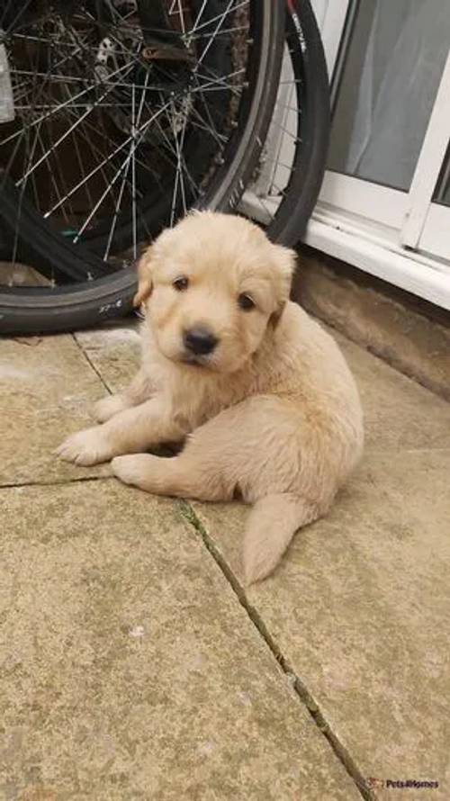 labrador puppies for sale in Glenfield, Leicestershire - Image 1