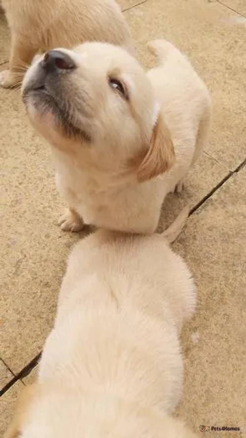 labrador puppies for sale in Glenfield, Leicestershire - Image 3