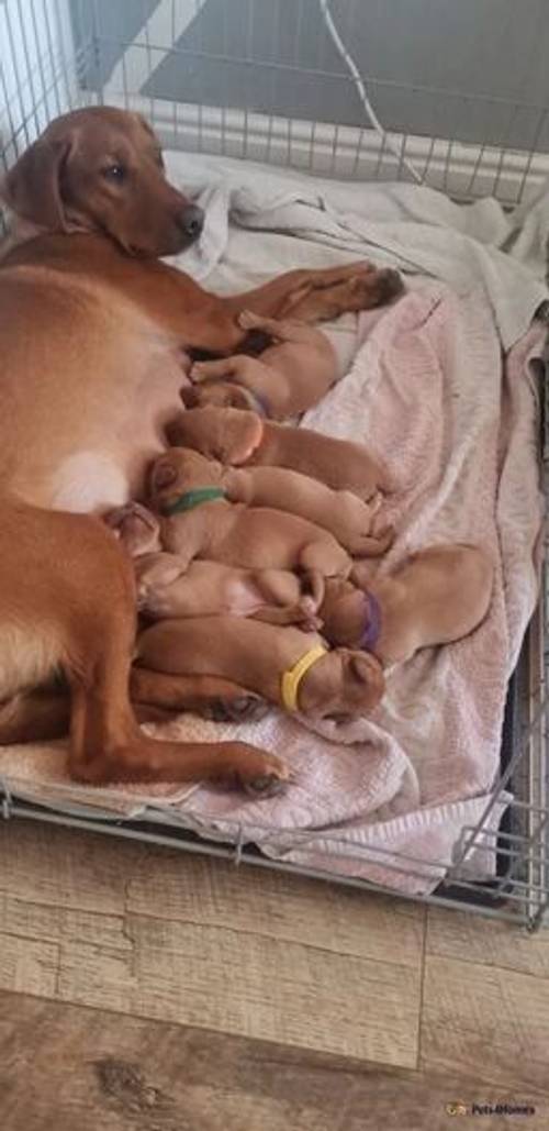 Fox Red Labrador puppies for sale in Colliery Row, Houghton le Spring - Image 2