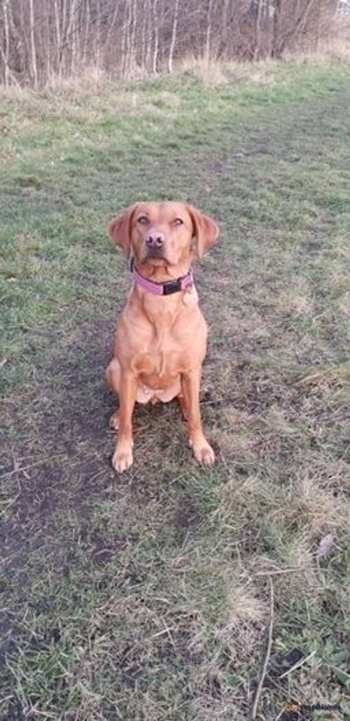 Fox Red Labrador puppies for sale in Colliery Row, Houghton le Spring - Image 3