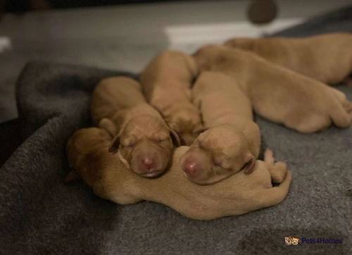 Fox Red Labrador puppies for sale in Colliery Row, Houghton le Spring - Image 4