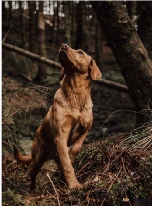 Fox Red Labrador puppies for sale in Colliery Row, Houghton le Spring - Image 5