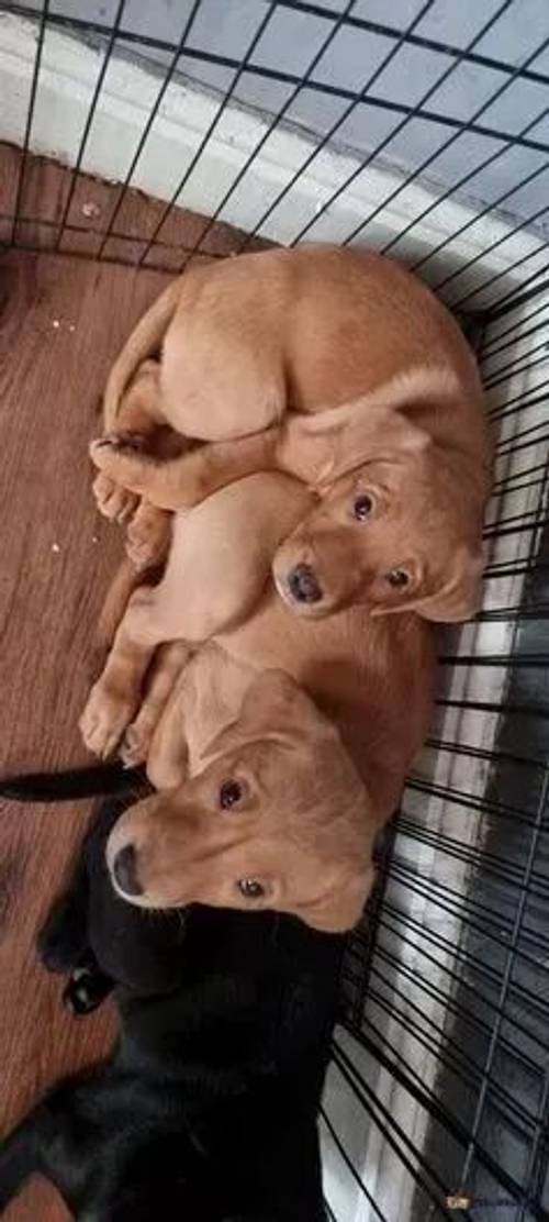 KC registered fox Red and Black labador puppies for sale in Shankhouse, Cramlington - Image 1