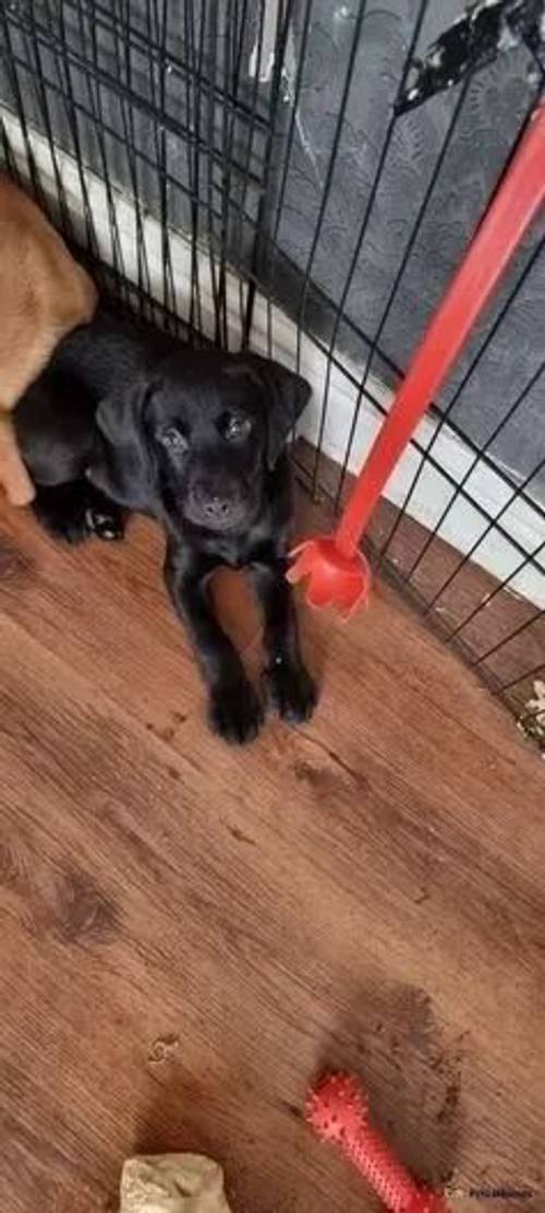 KC registered fox Red and Black labador puppies for sale in Shankhouse, Cramlington - Image 5