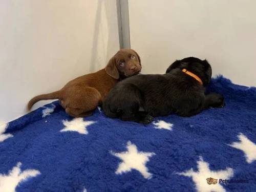 Stunning KC Registered Labrador Puppies for sale in Polyphant, Cornwall - Image 3