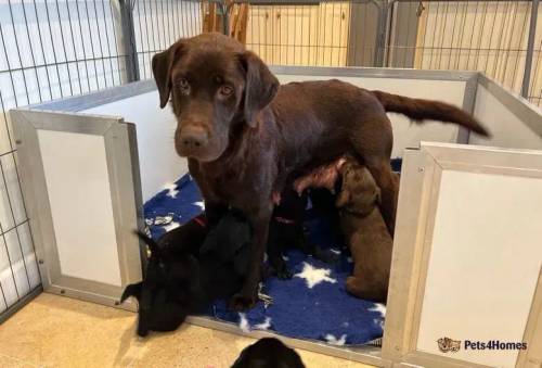 Stunning KC Registered Labrador Puppies for sale in Polyphant, Cornwall - Image 4