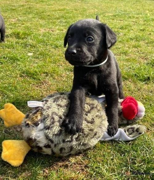 Labrador Puppies For Sale in Balmoral, Ballater - Image 2