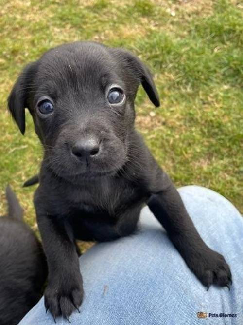 Labrador Puppies For Sale in Balmoral, Ballater - Image 4