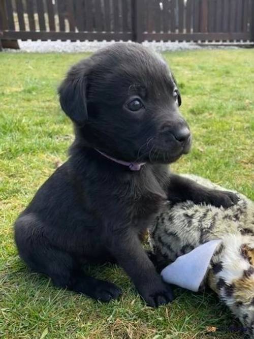 Labrador Puppies For Sale in Balmoral, Ballater - Image 5