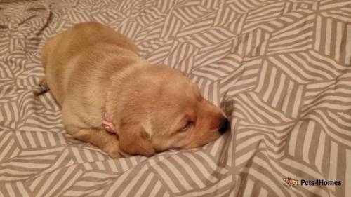 Yellow gorgeous puppies looking for new homes for sale in Knebworth, Hertfordshire - Image 2