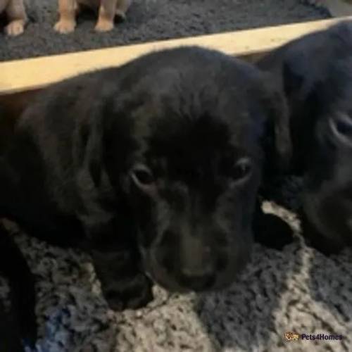 3 Black dog puppies for sale in Woodville, Swadlincote - Image 2