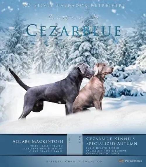 Cezarblue KC Silver Labrador Waitlist for sale in Shamley Green, Guildford - Image 1