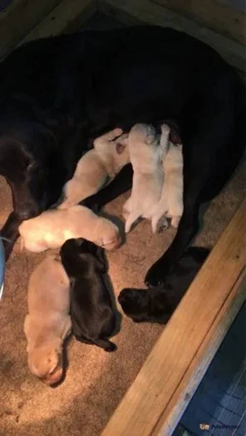 KC Labrador Pups for sale in Crathorne, North Yorkshire - Image 2