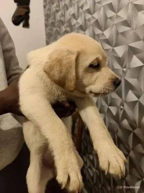 Five puppies Labrador retriever available for sale in Bredbury, Stockport - Image 4