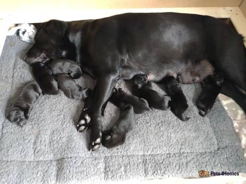 Adorable Labrador puppies in Sunderland for sale in East Boldon, Tyne and Wear - Image 1