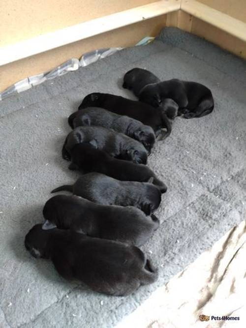 Adorable Labrador puppies in Sunderland for sale in East Boldon, Tyne and Wear - Image 2