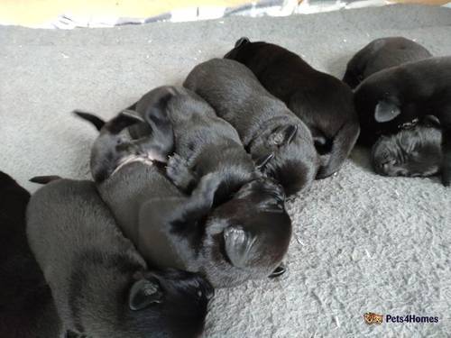 Adorable Labrador puppies in Sunderland for sale in East Boldon, Tyne and Wear - Image 3