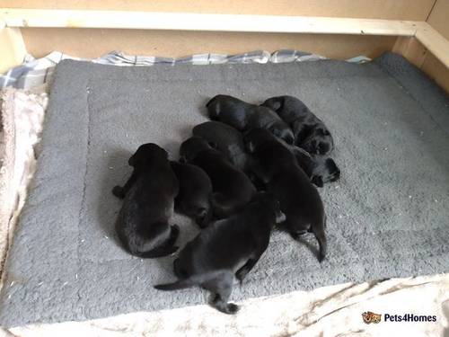 Adorable Labrador puppies in Sunderland for sale in East Boldon, Tyne and Wear - Image 4