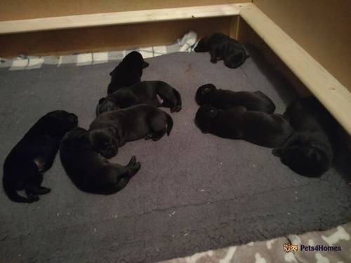Adorable Labrador puppies in Sunderland for sale in East Boldon, Tyne and Wear - Image 5