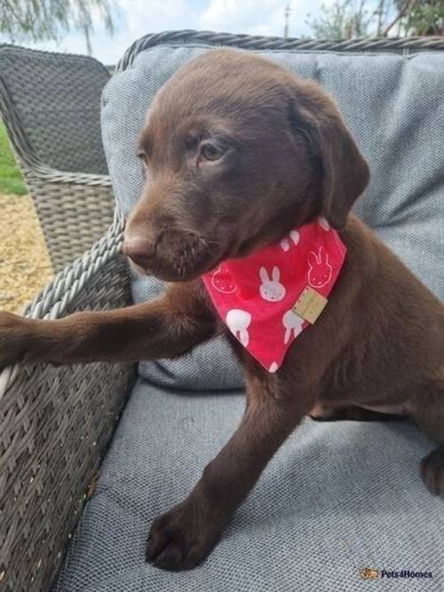 KC Chocolate Labrador Puppies RdyNow FullyVacs for sale in Redmere, Ely - Image 3