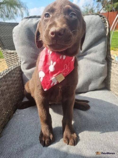 KC Chocolate Labrador Puppies RdyNow FullyVacs for sale in Redmere, Ely - Image 4