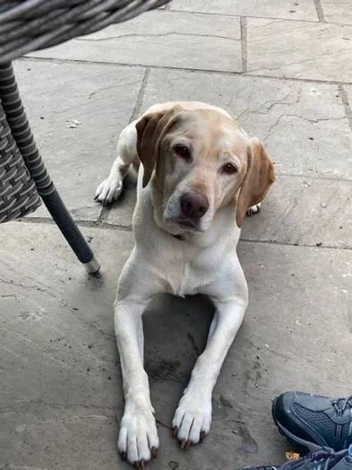 Golden and Fox Red Labrador Puppies for sale in Tadcaster, North Yorkshire - Image 2