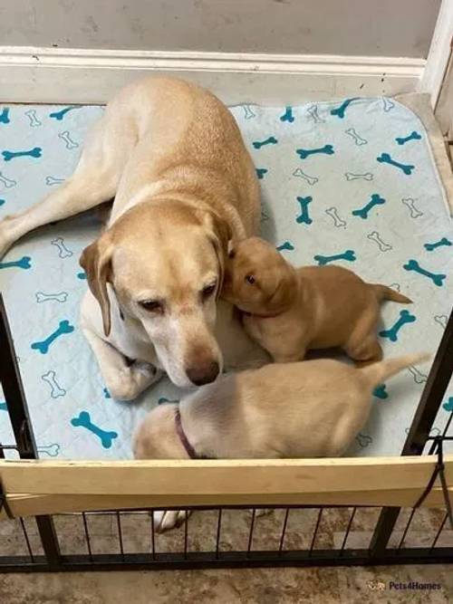 Golden and Fox Red Labrador Puppies for sale in Tadcaster, North Yorkshire - Image 3