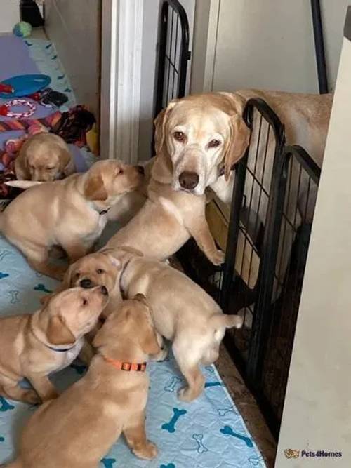 Golden and Fox Red Labrador Puppies for sale in Tadcaster, North Yorkshire - Image 4