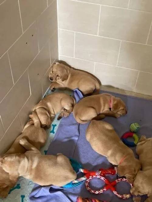 Golden and Fox Red Labrador Puppies for sale in Tadcaster, North Yorkshire - Image 5