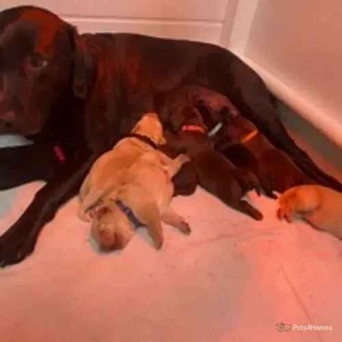 Litter of 8 beautiful KC reg Labrador puppies for sale in Torquay, Devon - Image 1