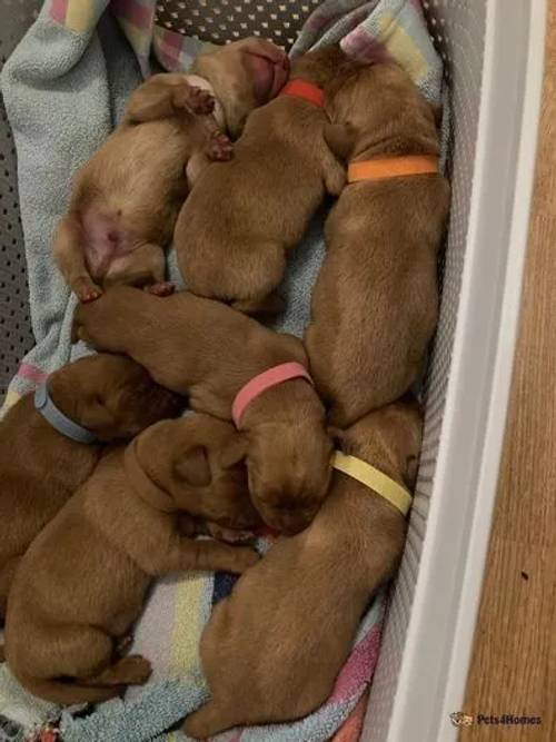 Dark Fox Red Labrador Puppies for sale in Ripon, North Yorkshire - Image 3