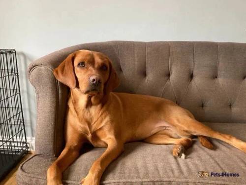 Dark Fox Red Labrador Puppies for sale in Ripon, North Yorkshire - Image 4