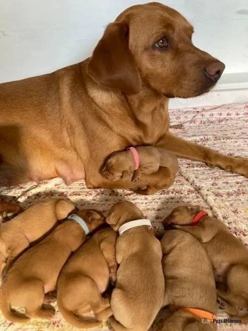 Dark Fox Red Labrador Puppies for sale in Ripon, North Yorkshire - Image 5