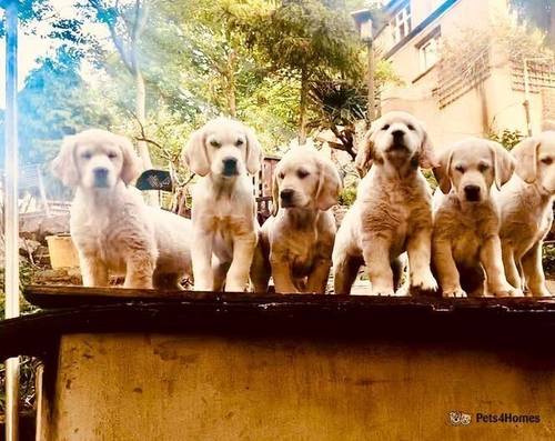 Trained Labrador X Golden retriever puppies for sale in Belvedere, West Lothian - Image 1