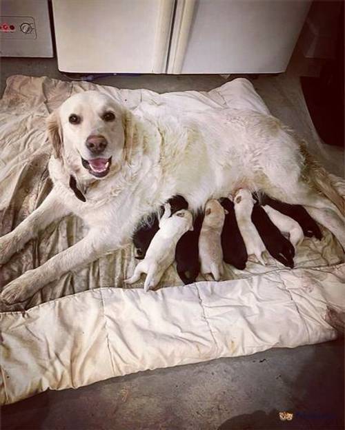 Trained Labrador X Golden retriever puppies for sale in Belvedere, West Lothian - Image 3