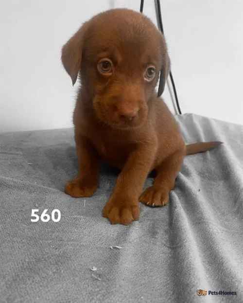 ** Chocolate Labrador Puppies ** for sale in South Hylton, Tyne and Wear - Image 1