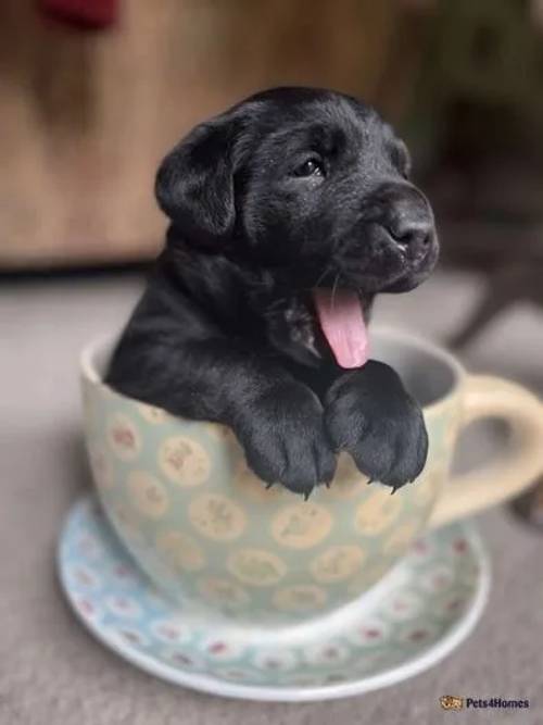 Chunky Health Tested KC Labrador Puppies-READY NOW for sale in Gresford, Wrexham - Image 1