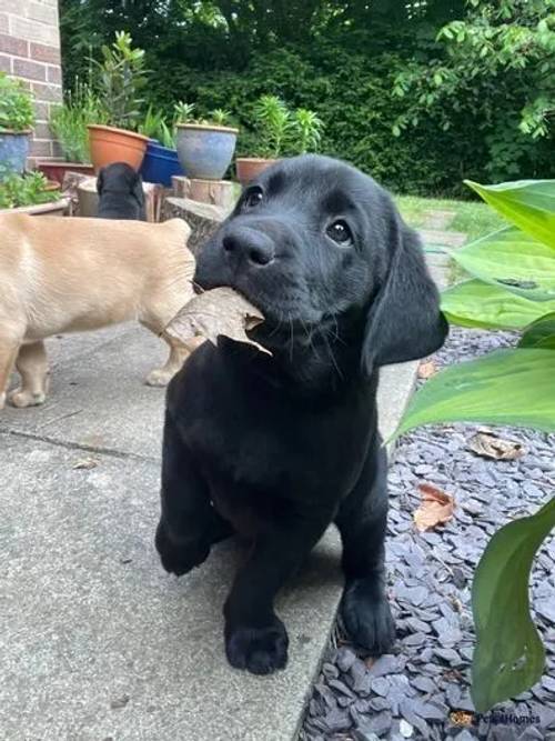 Chunky Health Tested KC Labrador Puppies-READY NOW for sale in Gresford, Wrexham - Image 2