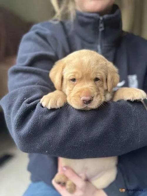 Chunky Health Tested KC Labrador Puppies-READY NOW for sale in Gresford, Wrexham - Image 3