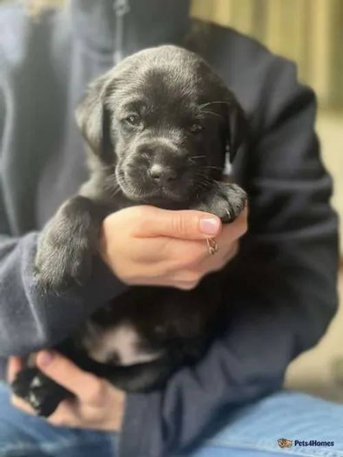 Chunky Health Tested KC Labrador Puppies-READY NOW for sale in Gresford, Wrexham - Image 5