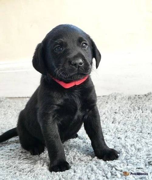 Stunning Litter of Working KC Labradors for sale in Market Rasen, Lincolnshire - Image 2