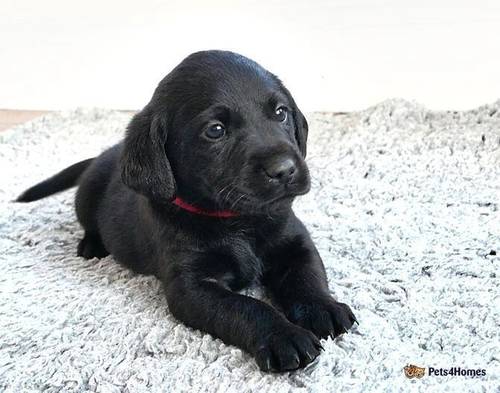 Stunning Litter of Working KC Labradors for sale in Market Rasen, Lincolnshire - Image 3