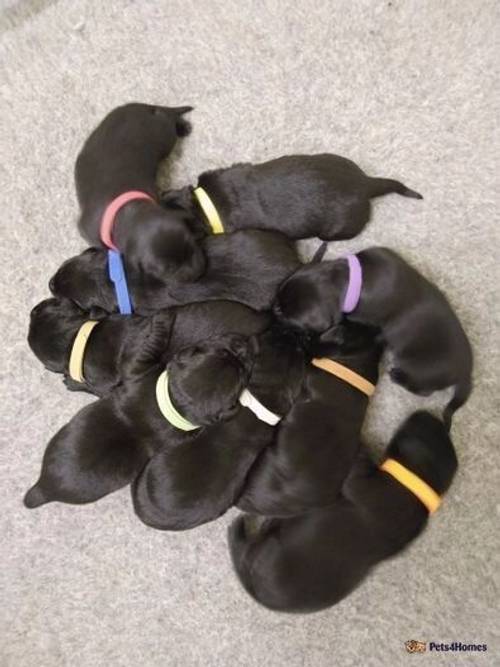 Stunning Litter of Working KC Labradors for sale in Market Rasen, Lincolnshire - Image 4