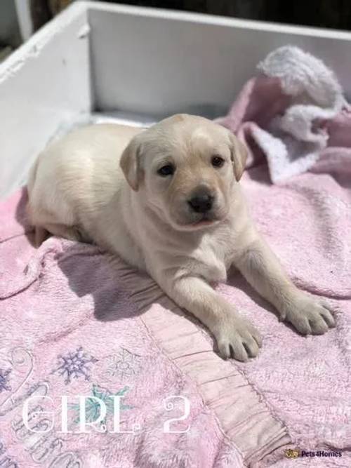 Beautiful Royal Bloodline Labrador Puppies for sale in South Ruislip, Hillingdon, Greater London - Image 4