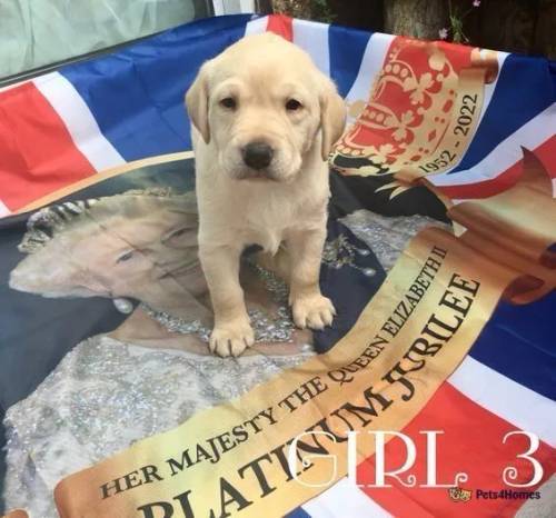 Beautiful Royal Bloodline Labrador Puppies for sale in South Ruislip, Hillingdon, Greater London - Image 5