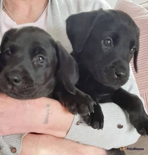 Stunning labrador puppies for sale in Middlewich, Cheshire - Image 5