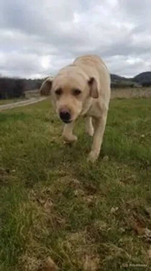 Beautiful Labrador KC puppies for sale in Castle Frome, Ledbury - Image 4