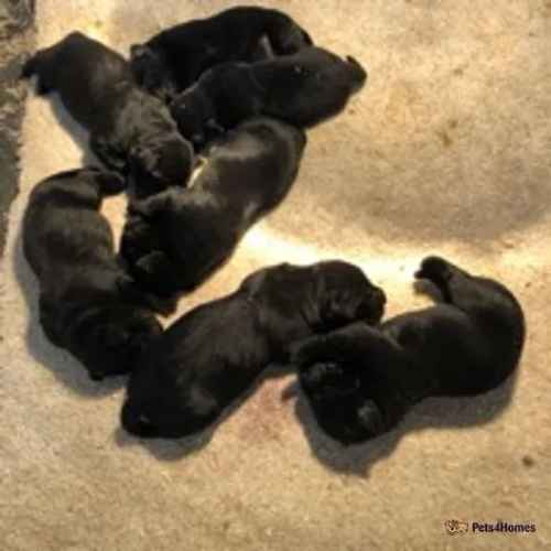 OFTW Westerkames rigline of brogdenview puppies for sale in High Flatts, West Yorkshire - Image 1